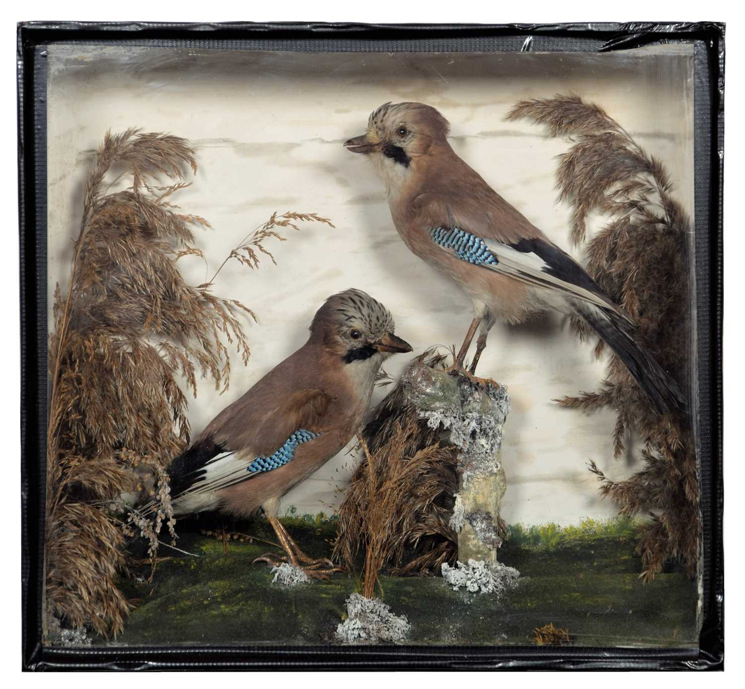 Lot 277 - Taxidermy: A Late Victorian Cased Pair of...
