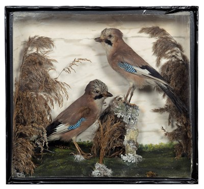 Lot Taxidermy: A Late Victorian Cased Pair of...