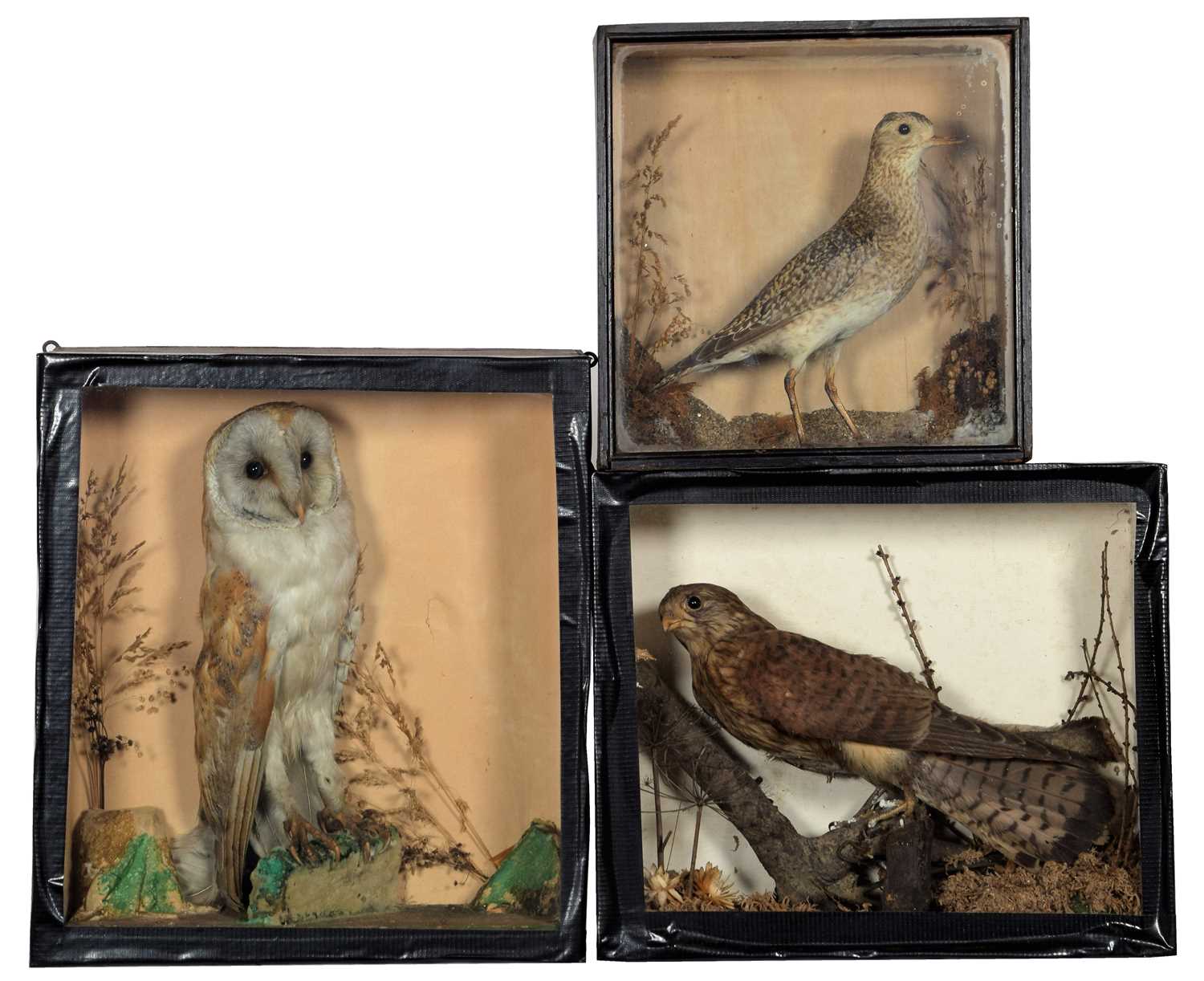 Lot 89 - Taxidermy: A Group of Cased Late Victorian...