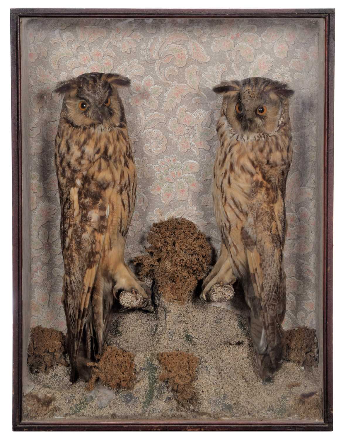 Lot 21 - Taxidermy: A Late Victorian Cased Pair of Long-...