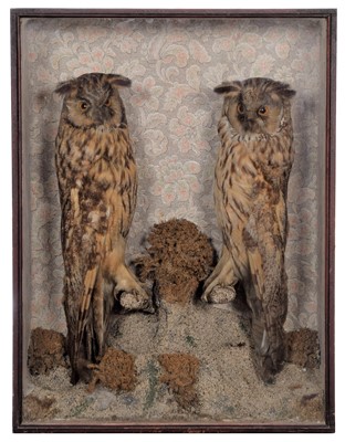 Lot Taxidermy: A Late Victorian Cased Pair of Long-...