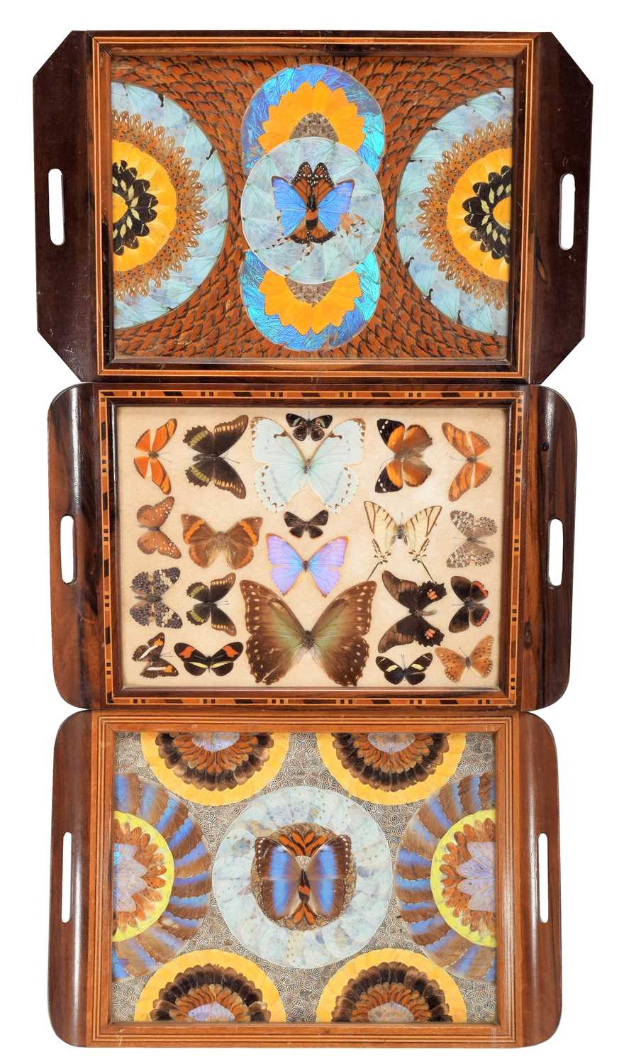 Lot 321 Entomology A Trio of Brazilian Butterfly