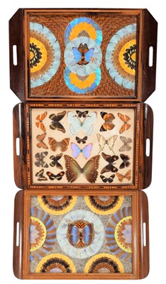 Lot 321 - Entomology: A Trio of Brazilian Butterfly Wing...