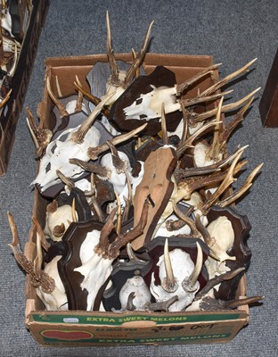 Lot 371 - Antlers/Horns: European Roebuck (Capreolus...