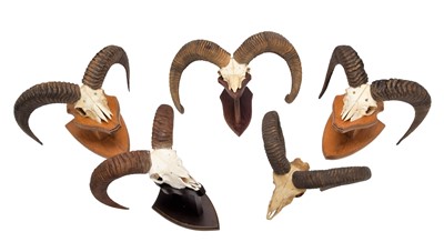 Lot 210 - Antlers/Horns: European Mouflon (Ovis aries...