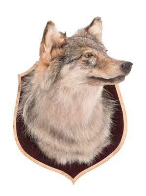 Lot 30 - Taxidermy: A North American Coyote (Canis...