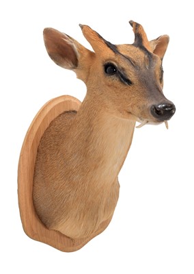 Lot Taxidermy: Reeves's Muntjac Deer (Muntiacini),...
