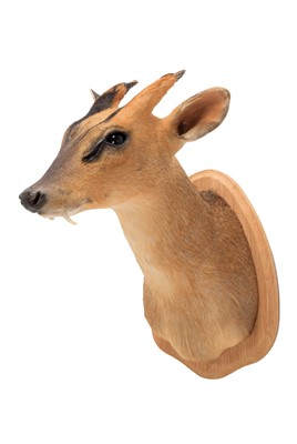 Lot 2 - Taxidermy: Reeves's Muntjac Deer (Muntiacini),...