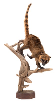 Lot Taxidermy: A South American or Ring-tailed...
