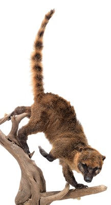 Lot 176 - Taxidermy: A South American or Ring-tailed...