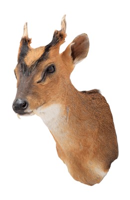 Lot 24 - Taxidermy: Reeves's Muntjac Deer (Muntiacini),...
