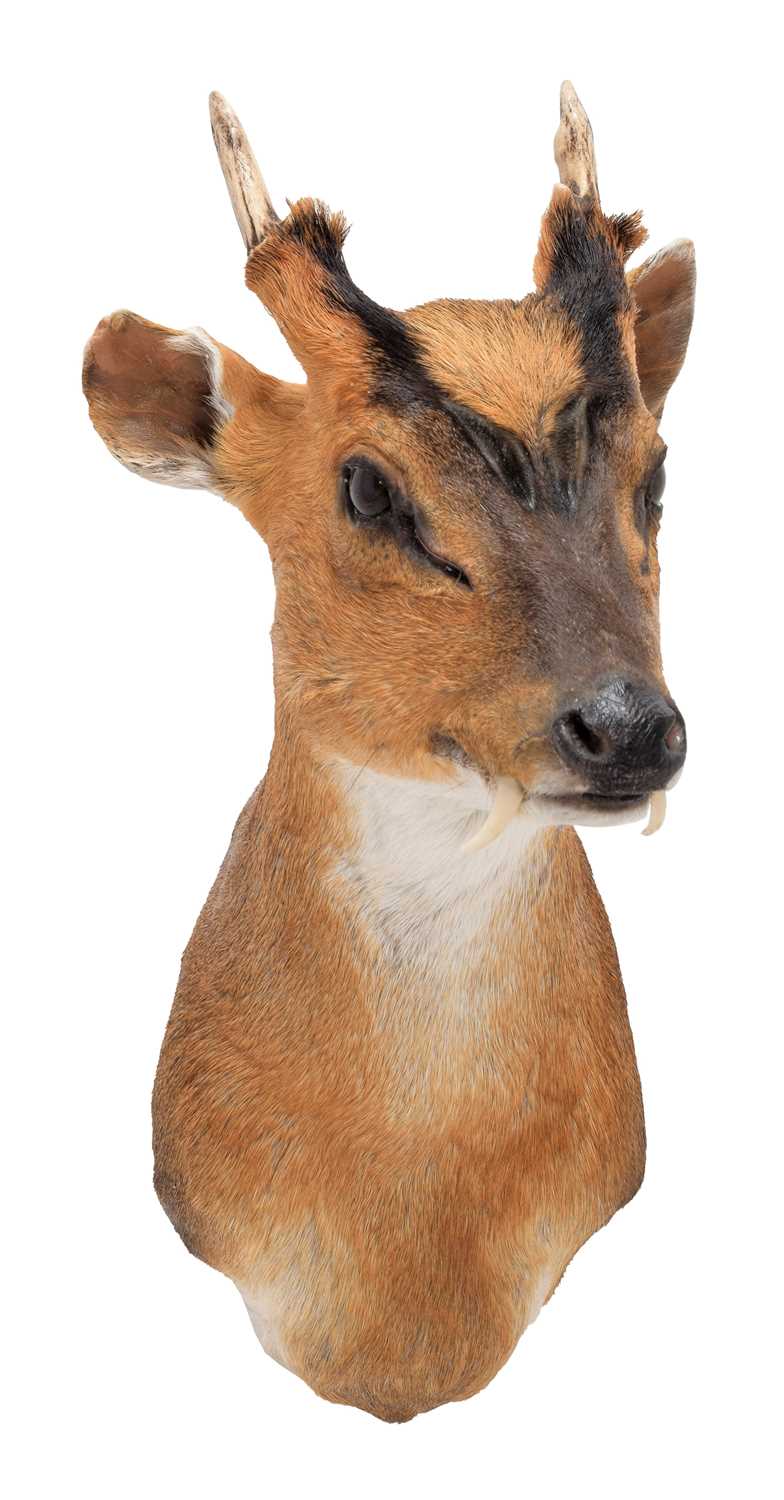 Lot 24 - Taxidermy: Reeves's Muntjac Deer (Muntiacini),...