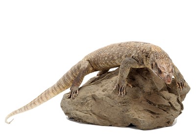 Lot Taxidermy: A Bosc's or Savannah Monitor Lizard...