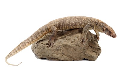 Lot 7 - Taxidermy: A Bosc's or Savannah Monitor Lizard...
