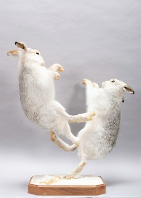 Lot 34 - Taxidermy: A Pair of Boxing Scottish Mountain...
