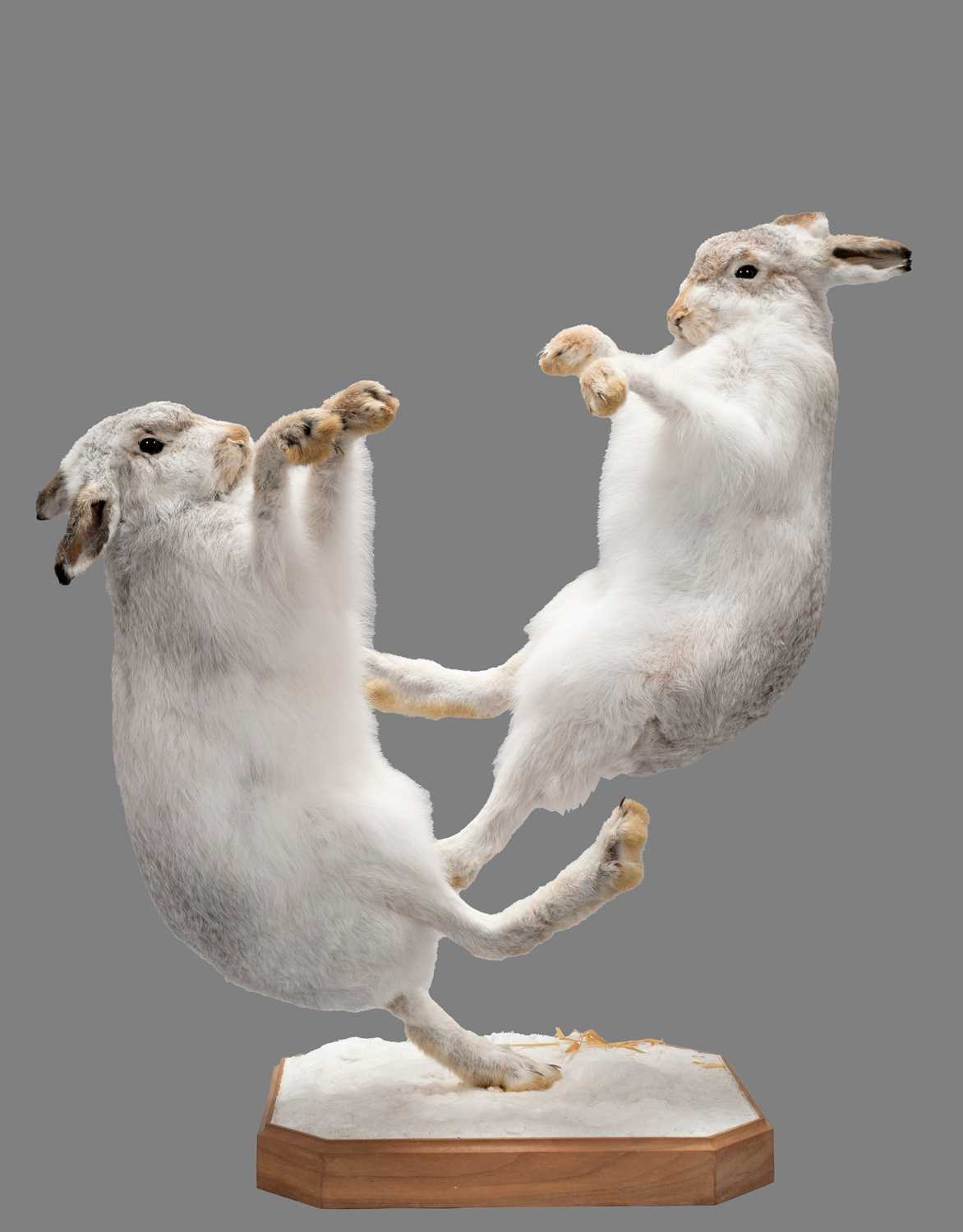 Lot 34 - Taxidermy: A Pair of Boxing Scottish Mountain...