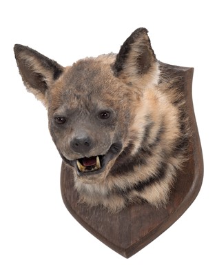 Lot Taxidermy: A Striped Hyena (Hyaena hyaena),...