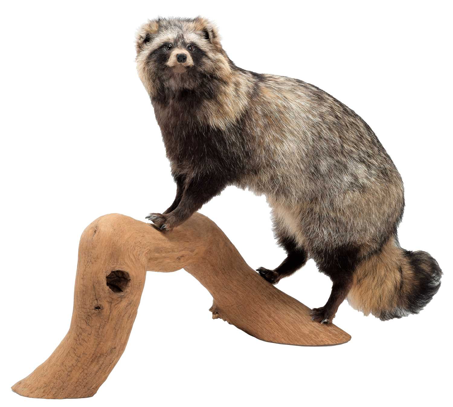 Lot 49 - Taxidermy: A Common Raccoon Dog (Nyctereutes...