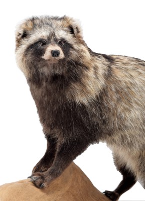 Lot 49 - Taxidermy: A Common Raccoon Dog (Nyctereutes...