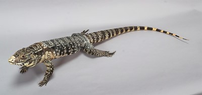 Lot 54 - Taxidermy: Argentine Black & White Tegu Lizard...
