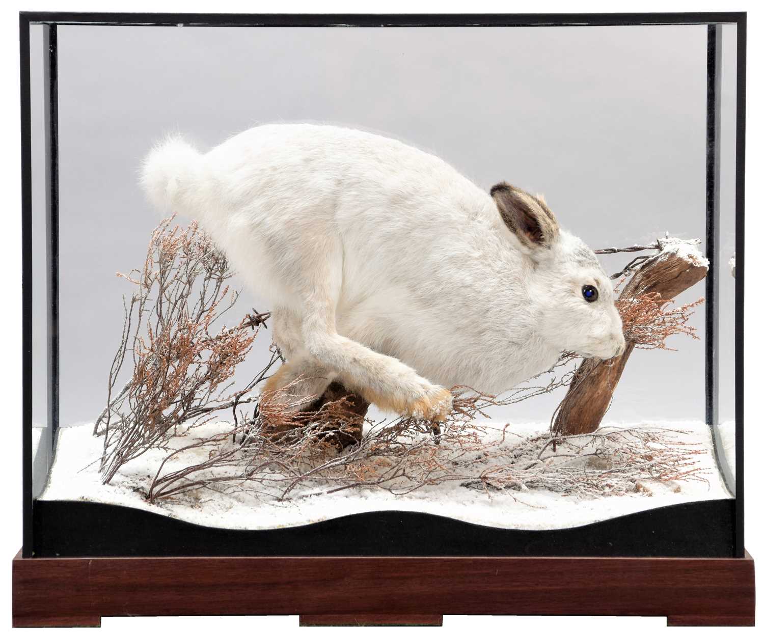 Lot 57 - Taxidermy: A Cased Scottish Mountain Hare...
