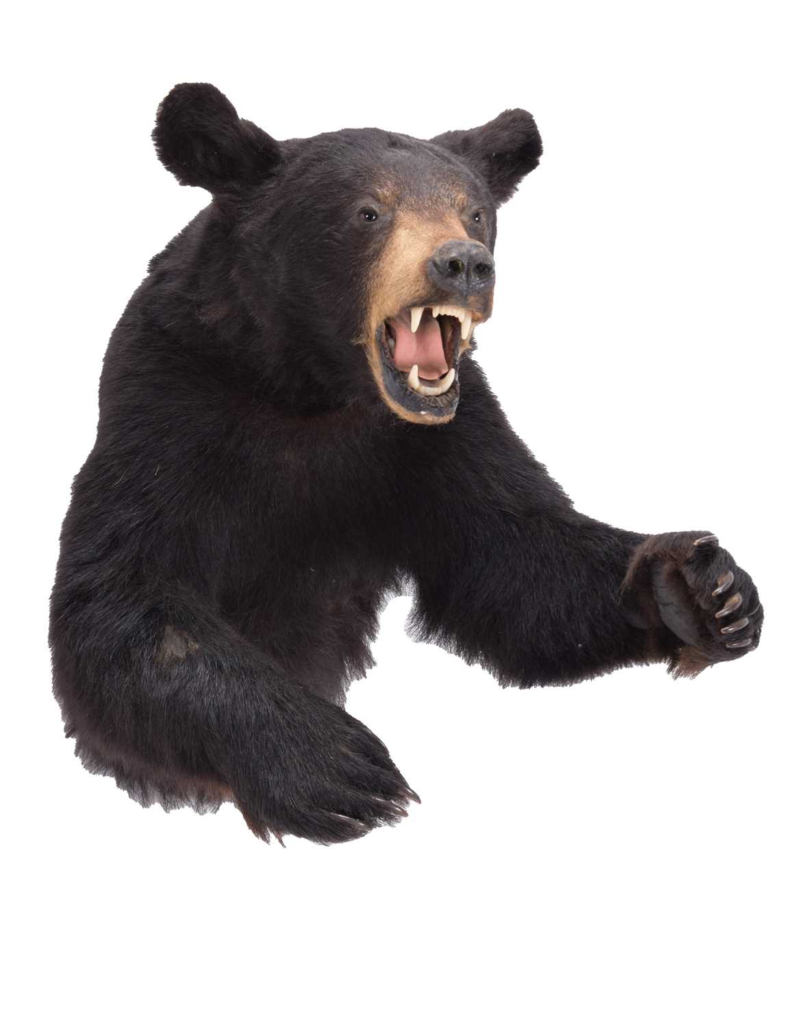 Lot 65 - Taxidermy: A North American Black Bear Half...