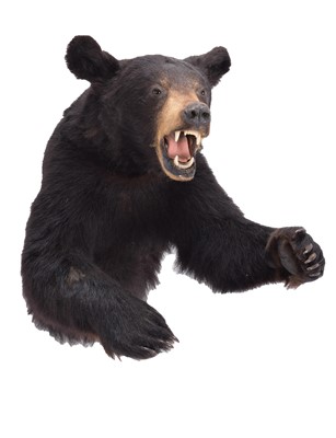 Lot Taxidermy: A North American Black Bear Half...