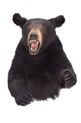 Lot 65 - Taxidermy: A North American Black Bear Half...