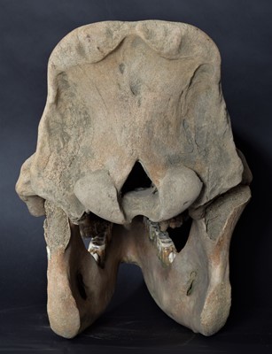 Lot 351 - Natural History/Fossils: A Woolly Rhinoceros...