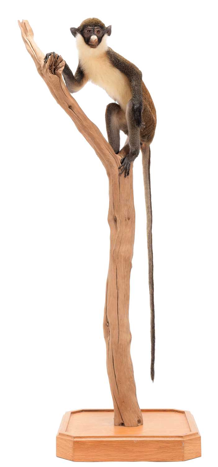 Lot 62 - Taxidermy: A Lesser Spot-Nosed Guenon Monkey...