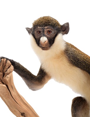 Lot 62 - Taxidermy: A Lesser Spot-Nosed Guenon Monkey...