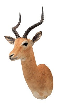 Lot 722 - Taxidermy: Common Impala (Aepyceros Melampus)...