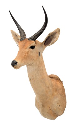 Lot 721 - Taxidermy: Southern Common Reedbuck (Redunca...