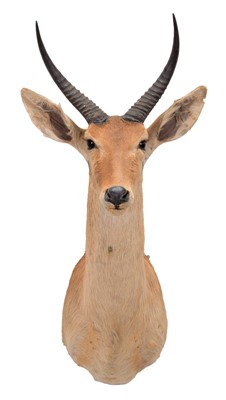 Lot 721 - Taxidermy: Southern Common Reedbuck (Redunca...