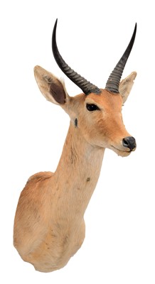 Lot 721 - Taxidermy: Southern Common Reedbuck (Redunca...