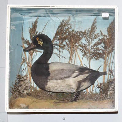 Lot 317 - Taxidermy: A Late Victorian Cased Lesser Scaup...