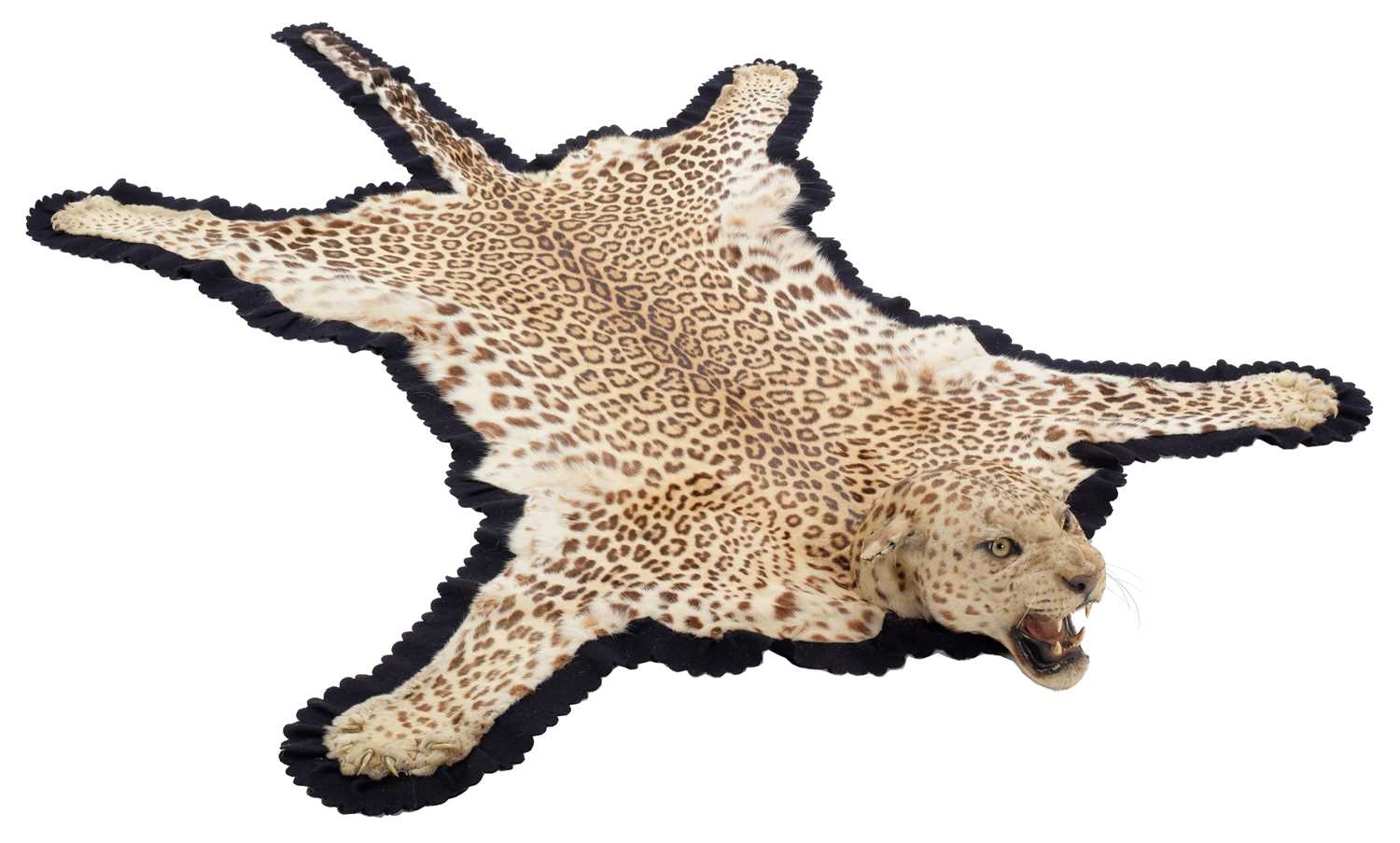 Lot 344 - Taxidermy: Indian Leopard Skin Rug (Panthera