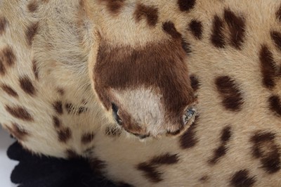 Lot 344 - Taxidermy: Indian Leopard Skin Rug (Panthera...