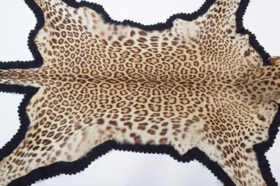 Lot 344 - Taxidermy: Indian Leopard Skin Rug (Panthera...