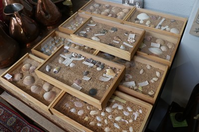 Lot 1383 - Conchology: A Collection of Various Sea Shells,...