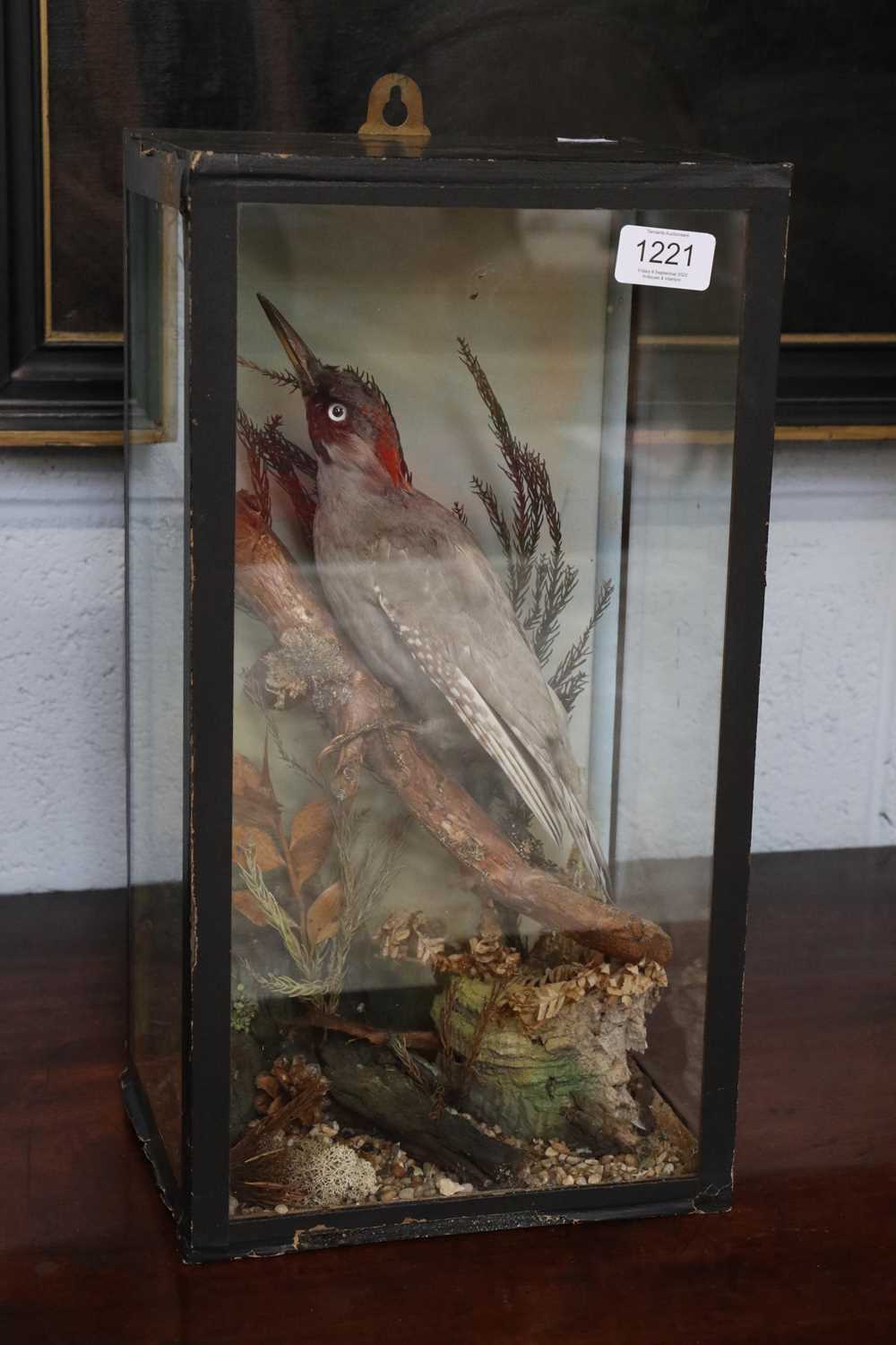 Lot 1221 - Taxidermy: Green Woodpecker (Picus viridis),...