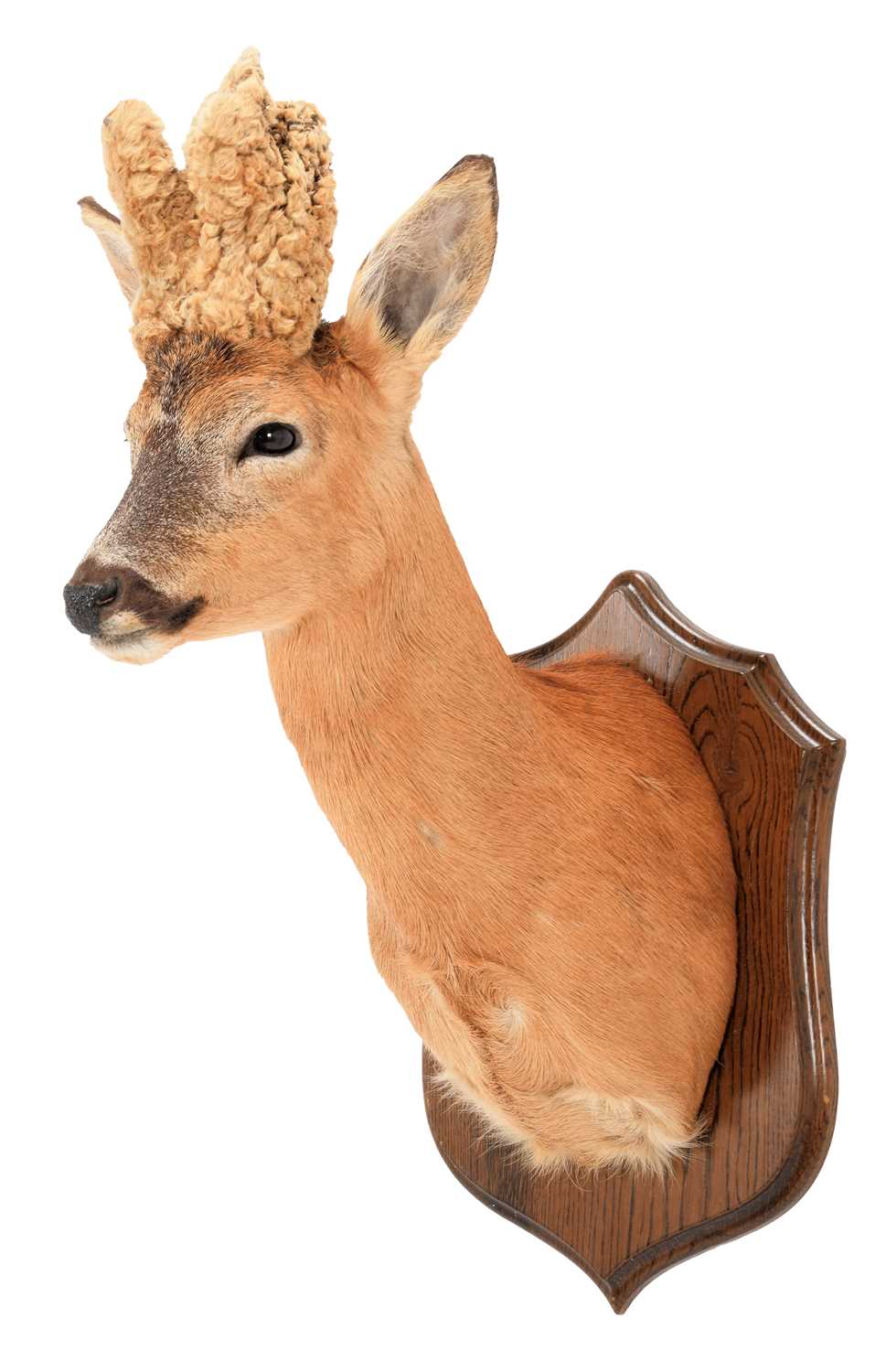 Lot 105 - Taxidermy: A Large Perruque European Roebuck...