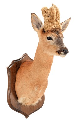 Lot 105 - Taxidermy: A Large Perruque European Roebuck...