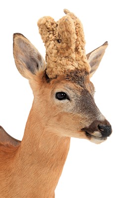 Lot 105 - Taxidermy: A Large Perruque European Roebuck...