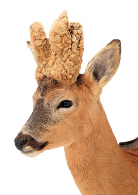 Lot 105 - Taxidermy: A Large Perruque European Roebuck...