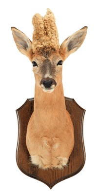 Lot 105 - Taxidermy: A Large Perruque European Roebuck...