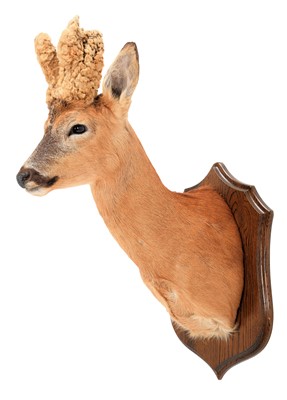 Lot 105 - Taxidermy: A Large Perruque European Roebuck...