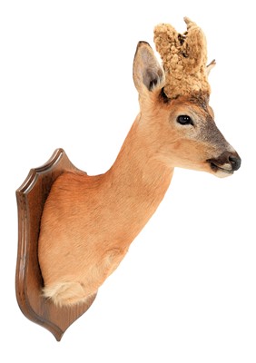Lot 105 - Taxidermy: A Large Perruque European Roebuck...