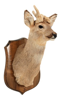 Lot 107 - Taxidermy: An Unusual and Rare Antlered...