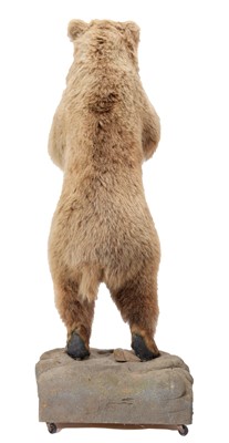 Lot 288 - Taxidermy: A Kodiak Brown Bear (Ursus arctos...